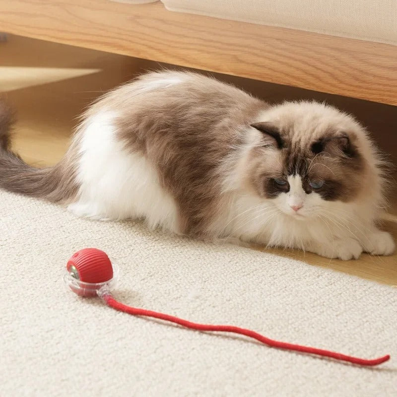 Interactive Ball for Cats and Dogs β Smart Toy for Curious Pets!"